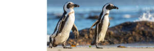 African penguins: climate refugees from a distant past