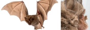 Africa’s smallest horseshoe bat weighs in at five grams
