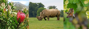All wildlife must be protected