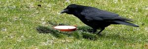 Are we really smarter than birds?