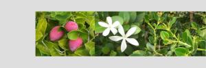 Auxins (growth opportunities)