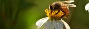 Bewaringsinisiatiewe moet ook op klein diertjies fokus