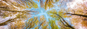 Bio-informatics key to conservation