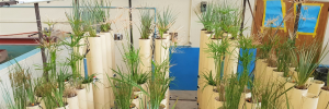 Biofilters met inheemse plante verwyder meer besoedelstowwe uit stormwater