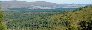 “Bold steps” needed to improve management of invasive pines
