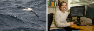 Can seabirds detect infrasound?