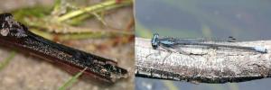 "Chameleon" of the dragonfly world quickly changes colour when temperatures change