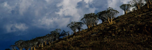 Climate change impacts felt from genes to ecosystems
