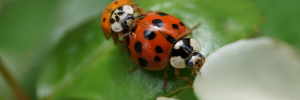 Climate warming could bring challenging times for invasive ladybirds