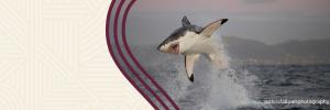 Conservation actions for SA’s white shark population now a matter of urgency