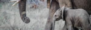 Conservation of megaherbivores