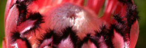 Conserve our fynbos over the next 100 years