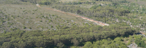 Cost-effective monitoring system can help with management of invasive plants