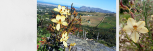 Darwin se laaste wens – die bestudering van gehandheid by plante