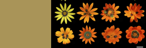 Deceptive daisy’s ability to create fake flies explained