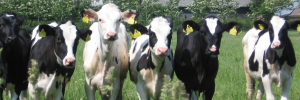 Essensiële olies in kalwers se dieet kan E. coli onder beheer hou