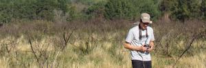 Felling pines: doing it sooner rather than later is better for fynbos