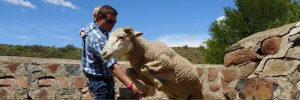 Former Matie's sheep farm first in SA with official international organic certification