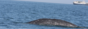Grey whale sets new distance record