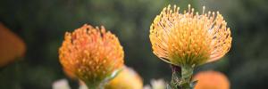 Helderberg Hospital: help raise funds to plant a fynbos garden