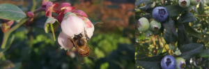 Heuningbye kan nuttige bestuiwers vir bloubessies wees