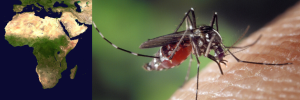 High Flying Mosquitos