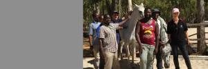 Horse Power: Experiential learning and team building