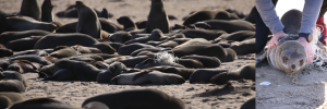 Hundreds of Cape Fur seals entangled in fishing lines and nets every year