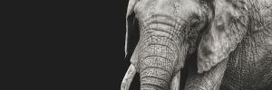 Interconnected: Human and animal TB part of the same problem