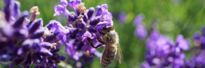 International Day for Biological Diversity: All species benefit from a healthy biodiversity
