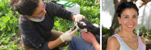 International recognition for research on penguins’ parasites