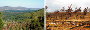 Invasive pines fueled Knysna fires