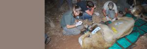 Kruger se leeus word bedreig deur tuberkulose