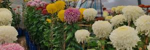 MATIE PROF is chrysanthemum champion for 2021