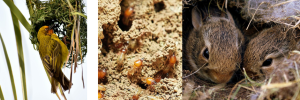 Mens kan meer by diere, insekte leer oor uitwerking van klimaatsverandering