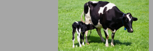 Mikrobiese plantbioprosessering – wat kan ons by die koei leer?