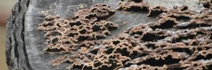 More scientists needed to classify microorganisms