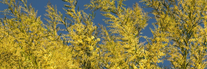 New book is treasure trove of information on invasive species