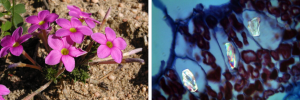 New evidence that bacteria drive biodiversity in the Cape Floral Region