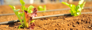 New initiative will boost use of water-smart technologies in agriculture