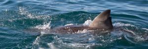 New software will standardise data collection for great white sharks