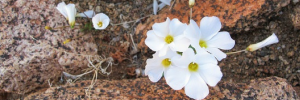 Nuwe Oxalis-spesie na US plantkundige vernoem