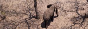 Olifante: ambassadeurs vir poging om Afrika se oer wildroetes te red