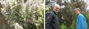 One Erica species colonised the Cape 10 to 15 million years ago