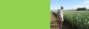 Only smallholder farmers can embrace wild bees to harvest more, says SA entomologist