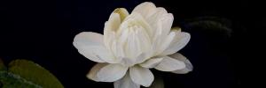 Open Evenings - US botanical garden