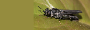 Opinion: Insect farming could help give the earth a break