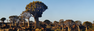 Paleo-climate simulations of Namibia’s quiver tree populations show significant range shift over past 22 000 y