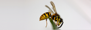 PhD graduate tackles invasive wasps