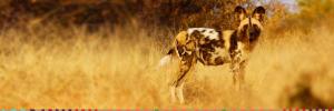 PhD maps genome of critical endangered African wild dog